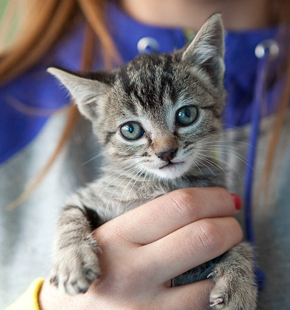 istock Holding a cute little kitty. 182744645