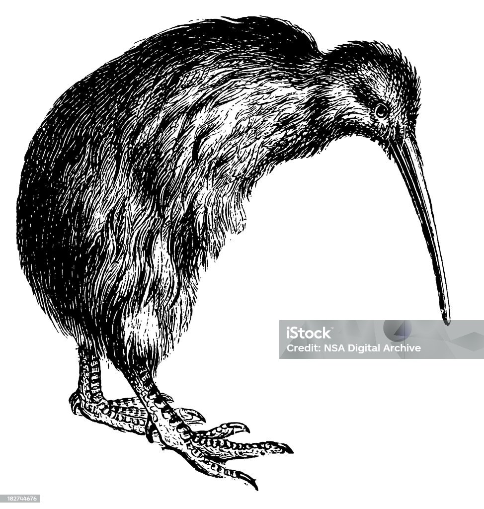 Kiwi/antiquités d'Illustrations - Illustration de Oiseau libre de droits