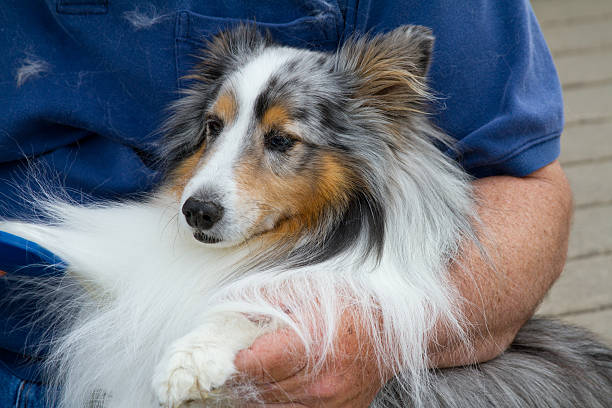 Dog being groomed. "A dog being groomed, lots of hair on person holding him." sheltie blue merle stock pictures, royalty-free photos & images