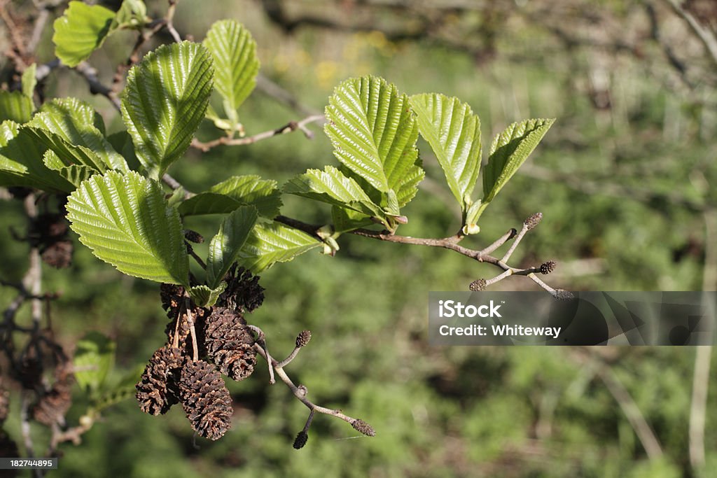 Alder Alnus glutinosa female catkins strobili spring green leaves Alder (Alnus glutinosa) is one of the commonest trees found in wetlands. It provides food for good numbers of finches during most winters. Here, it is spring, and fresh green leaves accompany the female catkins / cones (strobili). Strobili are cones, one cone is a strobilus. Alder Tree Stock Photo