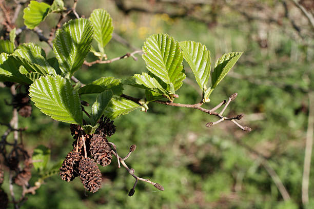 Alder Alnus glutinosa female catkins strobili spring green leaves stock photo