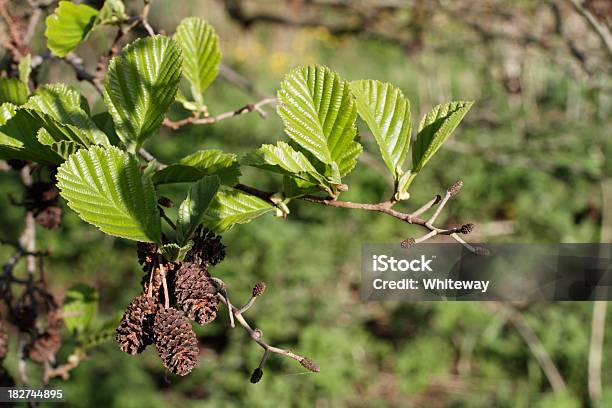 Alder Alnus Glutinosa Female Catkins Strobili Spring Green Leaves Stock Photo - Download Image Now