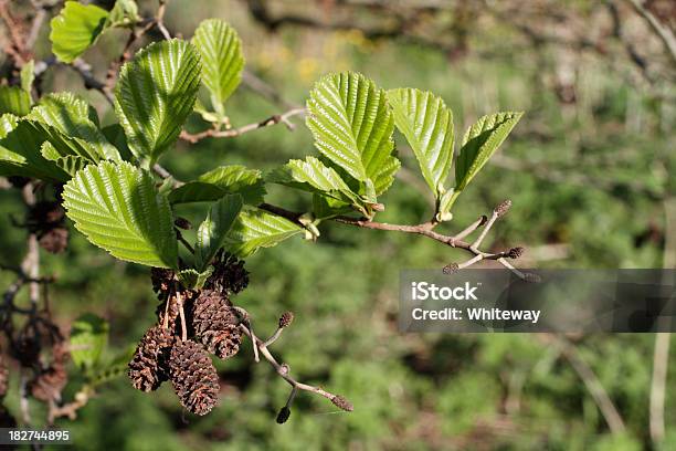 Alder Alnus Glutinosa Kobieta Catkins Strobili Wiosna Zielony Liści - zdjęcia stockowe i więcej obrazów Olsza