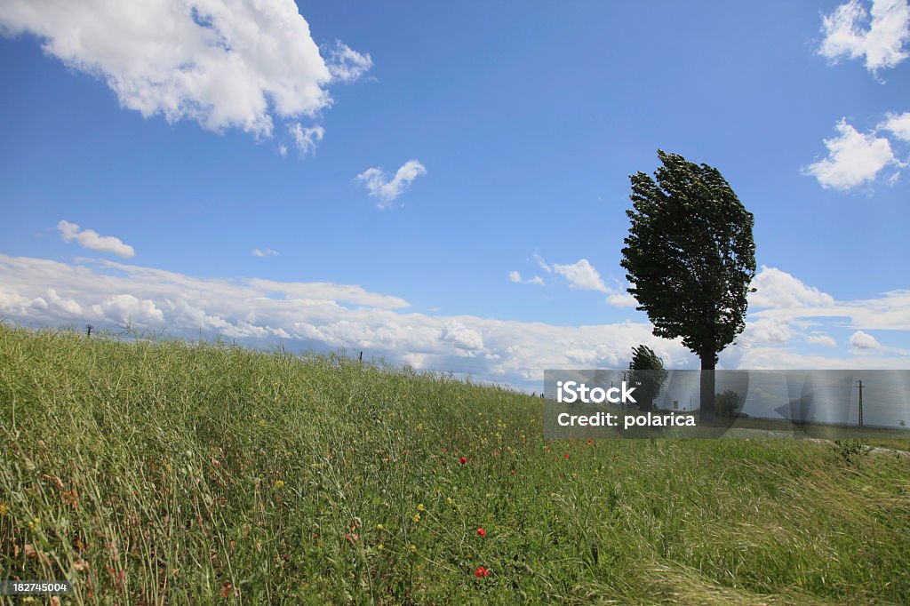 Landscape Tall tree near a green field with red poppies Agricultural Field Stock Photo