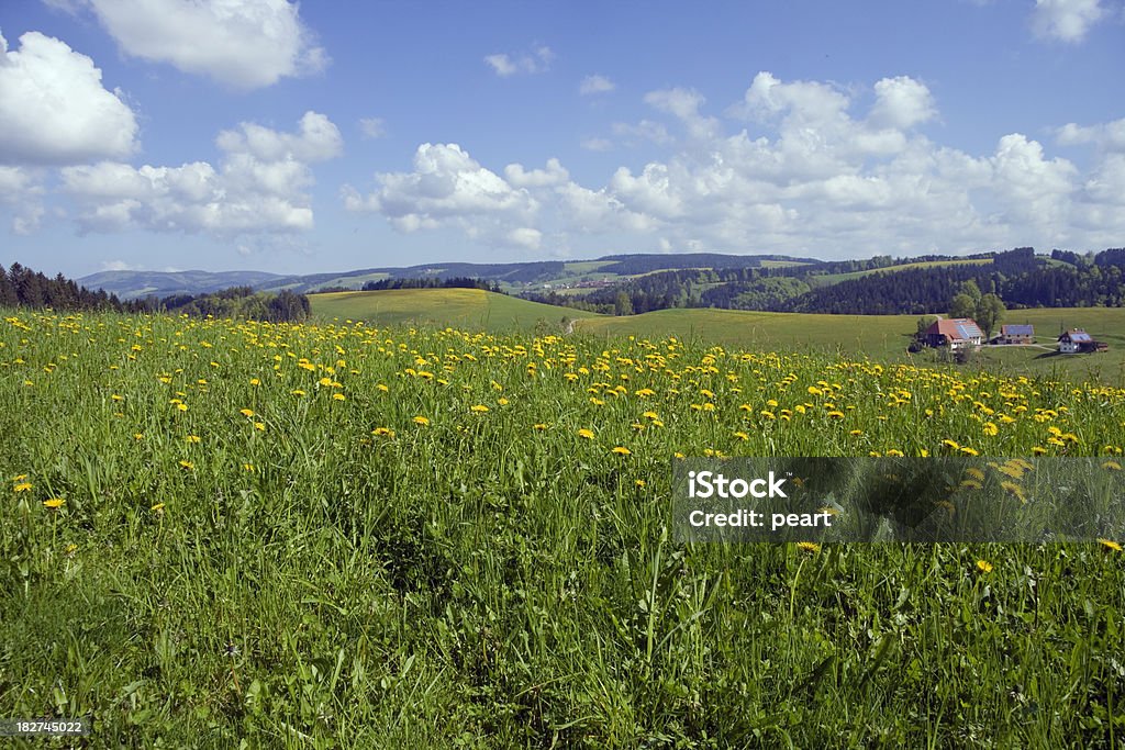 spring meadow - Foto de stock de Casa libre de derechos