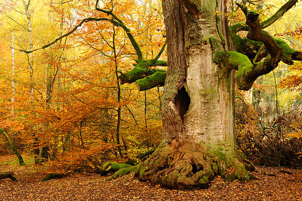 istock Moss Covered Ancient Hollow Oak Tree in Autumn Forest 182745159
