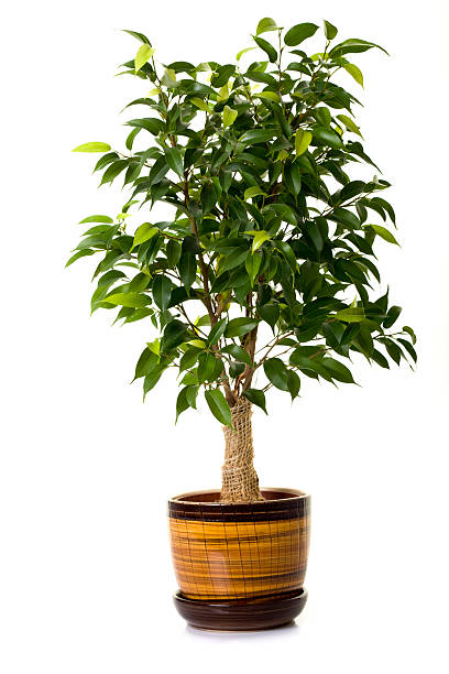 istock Focus tree in flowerpot on white background 182745261