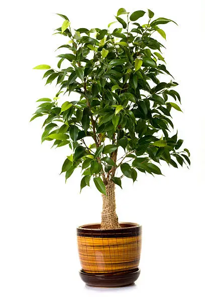ficus tree in flowerpot isolated on white
