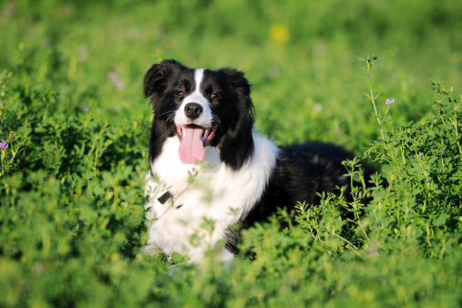 Purebred border collie outdoors on a summer day.