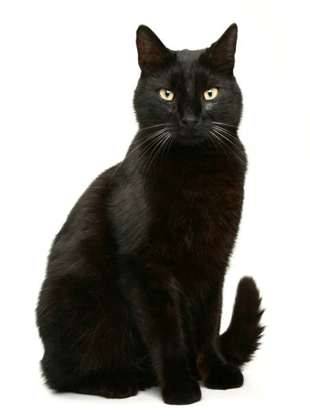 Black Cat stock photo