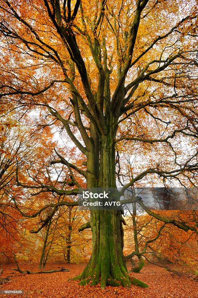 Moss coperto antica Faggio in autunno foresta - Foto stock royalty-free di Albero