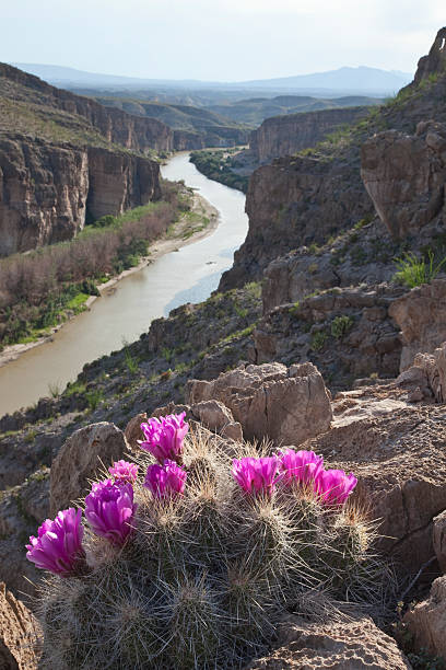 cactus flores con vista al rio grande del parque nacional big bend - desierto chihuahua fotografías e imágenes de stock