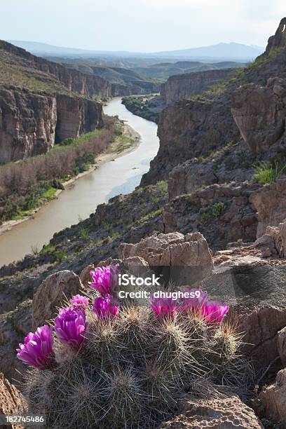 Kaktus Kwiaty Z Widokiem Na Rio Grande W Park Narodowy Big Bend - zdjęcia stockowe i więcej obrazów Stan Teksas