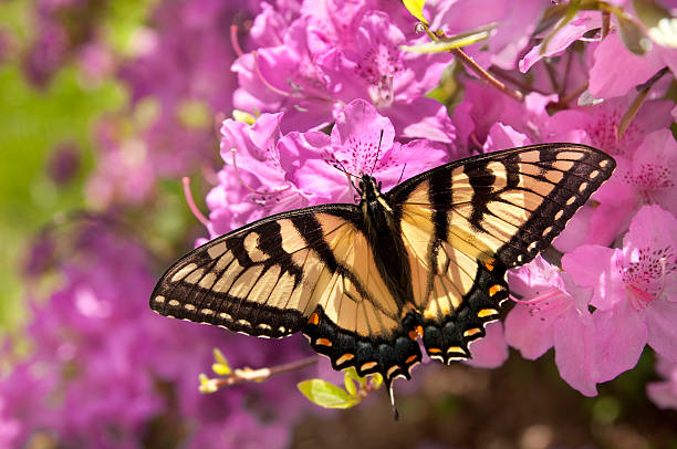 istock Swallowtail Butterfly on Azalea Bush 182745641