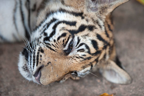 istock Tired tiger cub laying on the ground 182745658