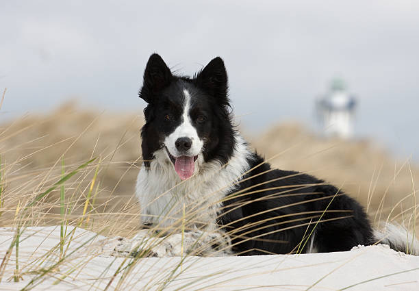 Border Collie relaxing and posing in the dunes.