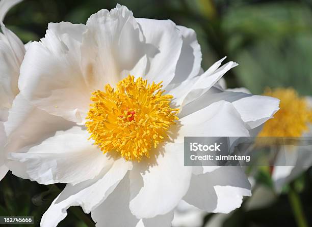 Peonia - Fotografie stock e altre immagini di Bianco - Bianco, Close-up, Composizione orizzontale