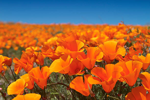 Campo de flores de amapola California - foto de stock