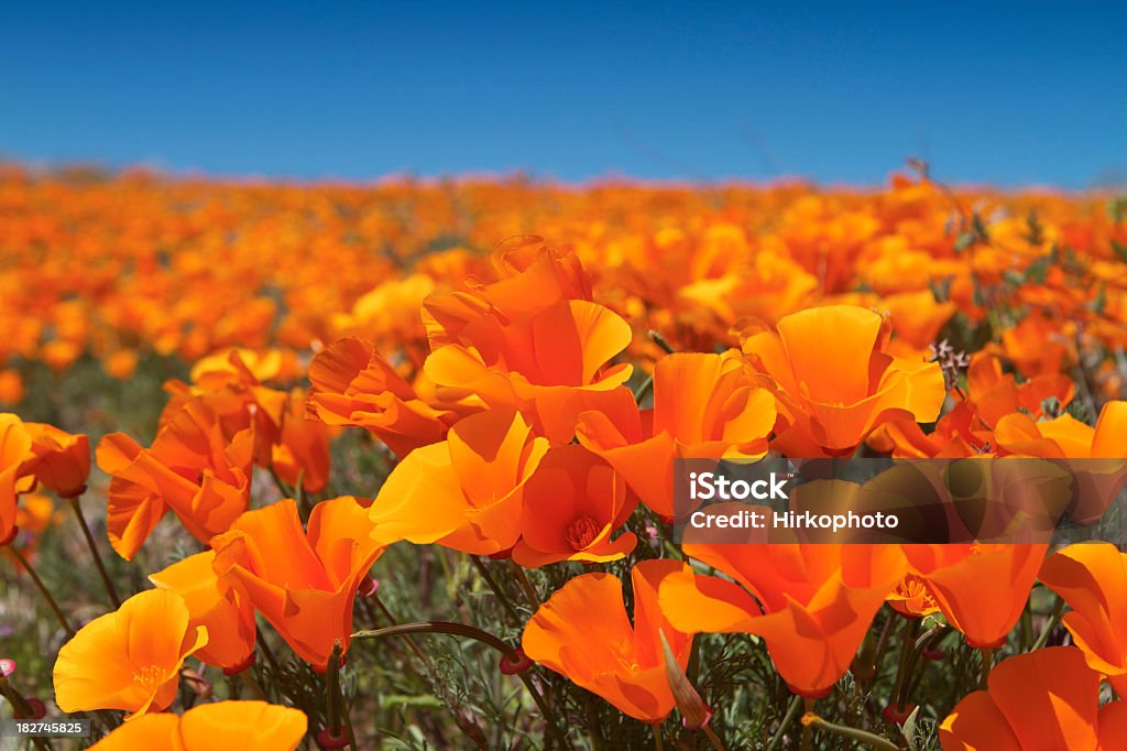 Campo di fiori di Papavero della California - Foto stock royalty-free di Arancione