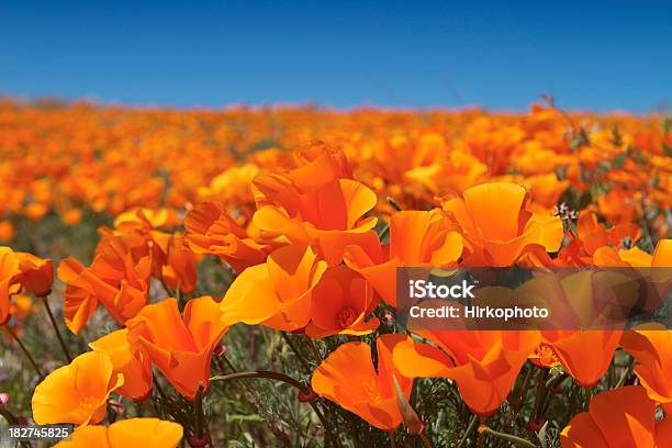 Campo Di Fiori Di Papavero Della California - Fotografie stock e altre immagini di Arancione - Arancione, Papavero - Pianta, Papavero della California