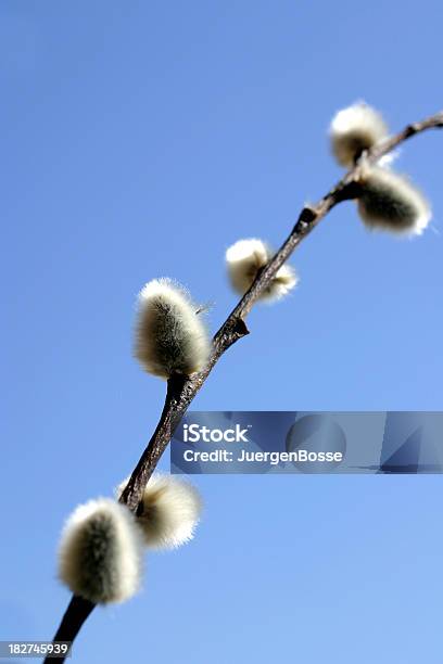 Willow Catkin Stockfoto und mehr Bilder von Baum - Baum, Bildhintergrund, Bildschärfe