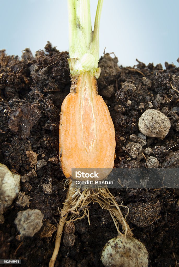 Boden Querschnitt - Lizenzfrei Blatt - Pflanzenbestandteile Stock-Foto