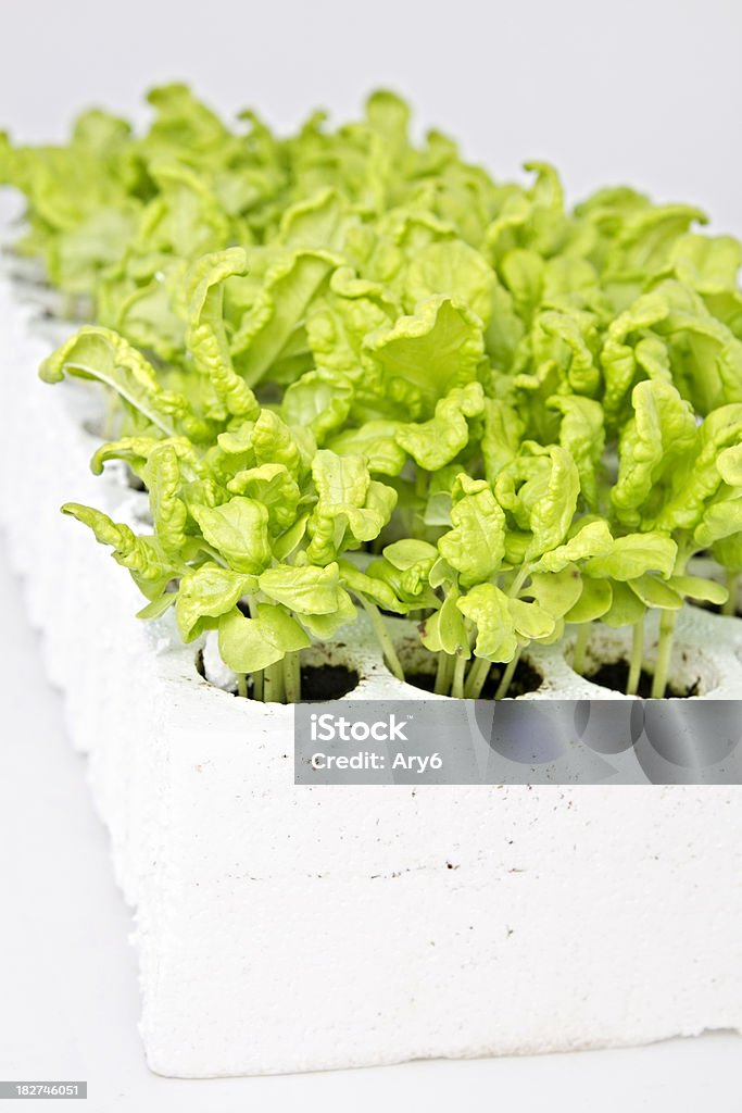 Piccole piante di basilico replant, sfondo bianco - Foto stock royalty-free di Basilico