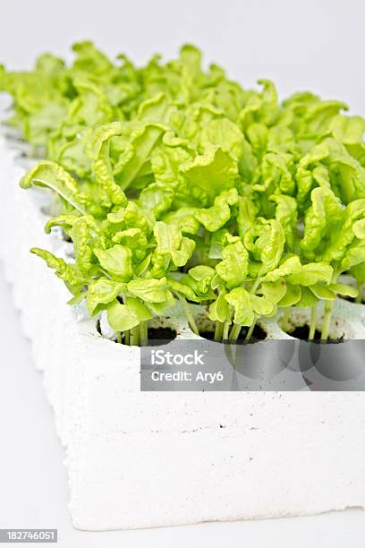 Piccole Piante Di Basilico Replant Sfondo Bianco - Fotografie stock e altre immagini di Basilico - Basilico, Colore verde, Composizione verticale