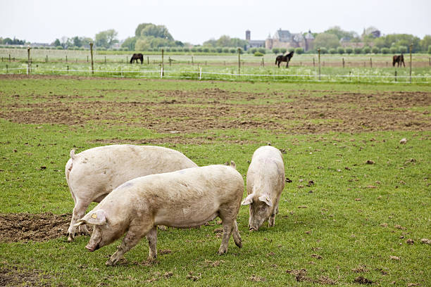 istock Pigs # 10 XXXL 182746269