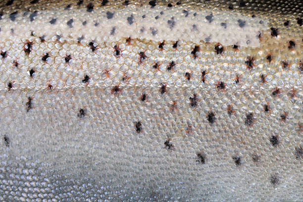 Brown Trout Scales stock photo