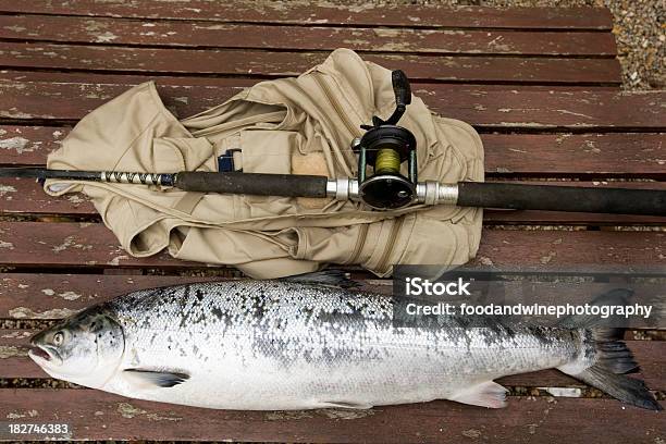 Salmón Salvaje Foto de stock y más banco de imágenes de Animales salvajes - Animales salvajes, Comidas y bebidas, Fotografía - Imágenes