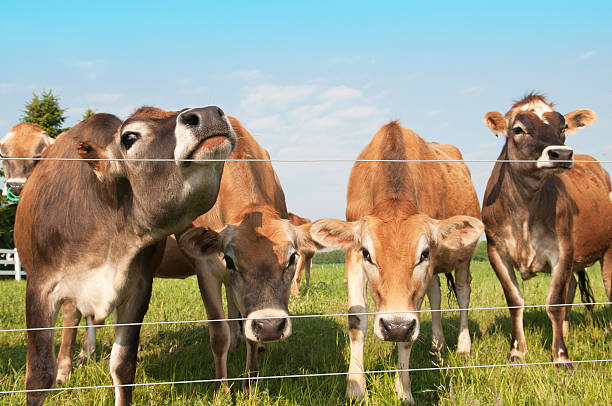 Dairy Cows stock photo