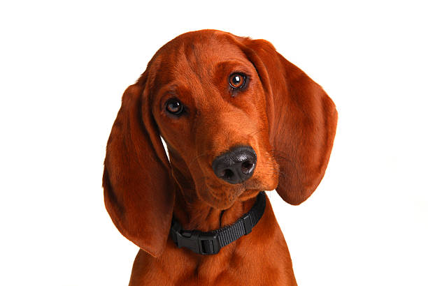 レッドボーンブラックアンドタンクーンハウンド - redbone coonhound ストックフォトと画像