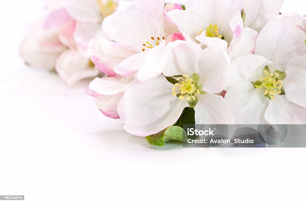 사과나무 꽃 배경기술 - 로열티 프리 계절 스톡 사진