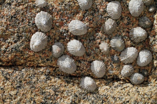 Stuck like a limpet' is a common English phrase, leading to the name of the limpet mine that can stick to the side of a ship. Here is a group of true limpets (Patella vulgata) with their shells stuck onto a pink granite rock on a beach at Cot Valley, Cornwall, England. ('Limpet' is a name given to many salt- and freshwater gastropods, but these are the real McCoy.) Also on this rock are small acorn barnacles (Sessilia). Barnacles are encrusters, attaching themselves permanently to a hard surface. Acorn barnacles attach straight on to the rock, unlike a goose barnacle, which attaches via a stalk. Surprisingly, barnacles are related to crabs and other crustaceans, an entirely different line of evolution from the gastropods nearby (the limpets).