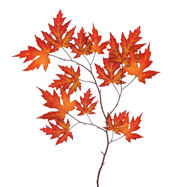 레드 추절 지점 - leaf autumn maple maple leaf 뉴스 사진 이미지