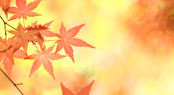 istock Colorful autumn leaves 182746709
