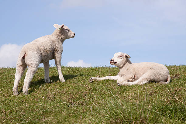 istock Young sheep lamb on dyke in Holland 182746711