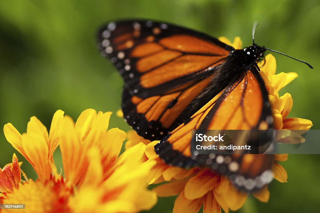 Borboleta-Monarca - Foto de stock de Animal royalty-free