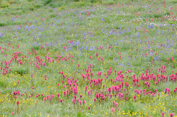 istock Meadow with Blooming Flowers 182746806