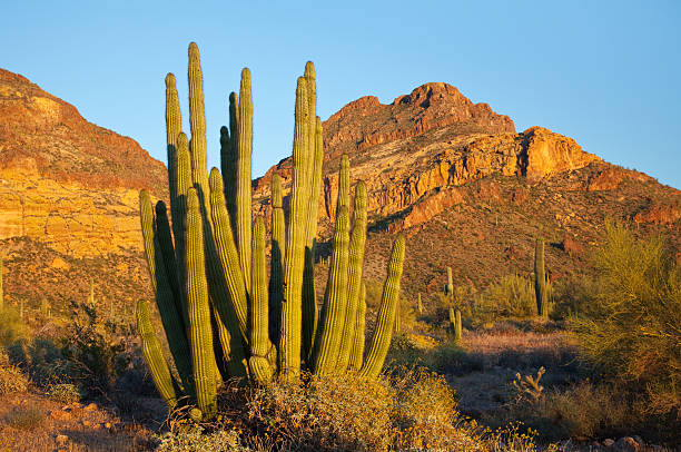 istock Organ Pipe Cactus and Desert Landscape 182746916