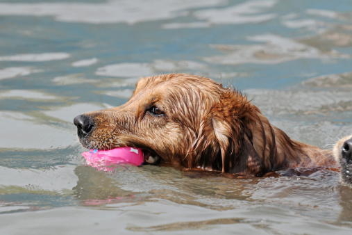 A dog holding a ball and swimming in water