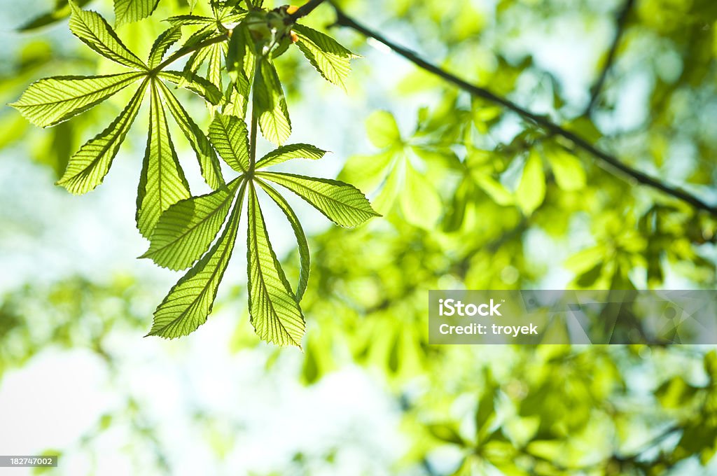 Novo verde folhas - Royalty-free Arte Foto de stock