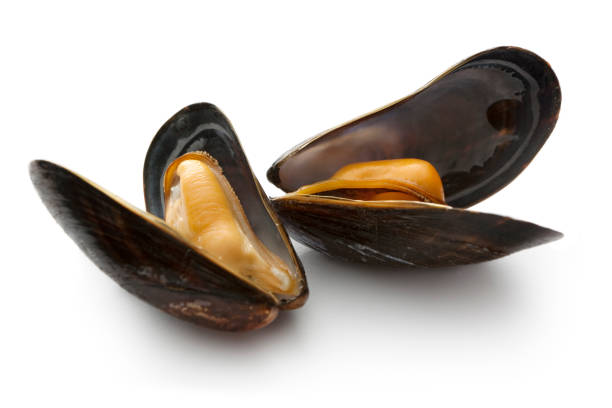 Seafood: Mussels More Photos like this here... bivalve stock pictures, royalty-free photos & images