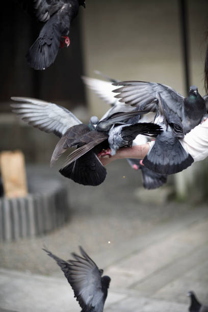 istock Friendly Pigeons of the Temple 182747329