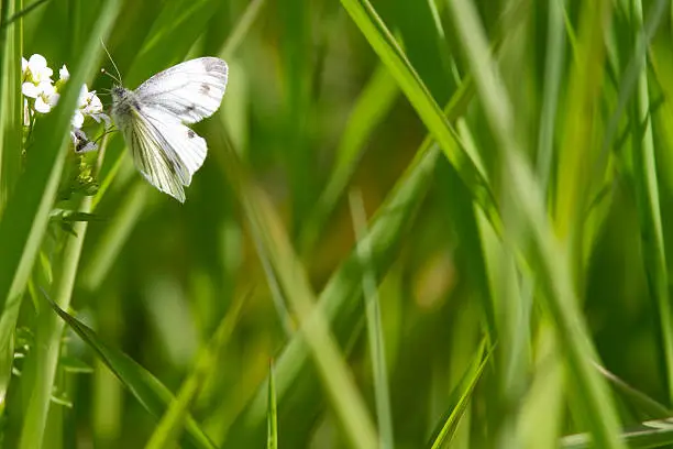 Butterfly (Small White - Pieris rapae) with copy space