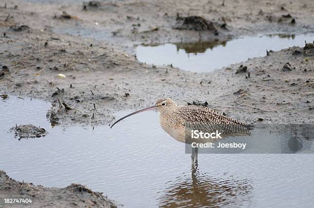 ロング請求ダイシャクシギ Numenius Americanus 背型 - アメリカダイシャクシギのストックフォトや画像を多数ご用意 - アメリカダイシャクシギ, カラー画像, サウスパドレ島