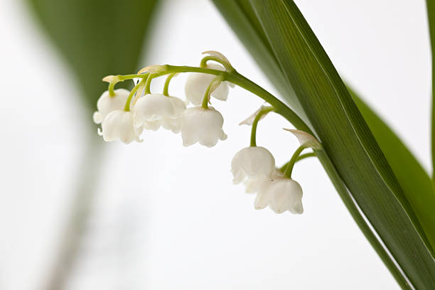 Twigs of Lilly-of-the-valleySee my other