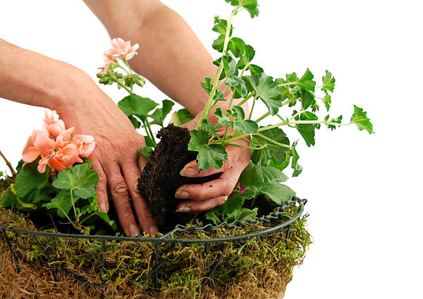 piantare gerani in un vaso appeso di fiori - hanging flower basket isolated foto e immagini stock