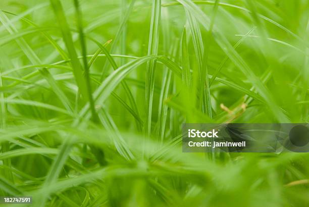 Green Grass Blades Close Up Stock Photo - Download Image Now - Abstract, Backgrounds, Blade of Grass